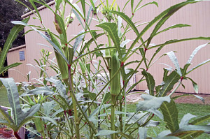 growing-okra